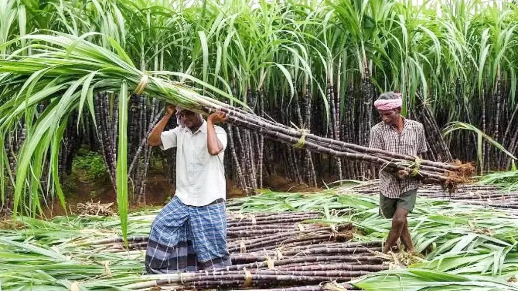 Siswa IPL Sugar Mill- सिसवा आईपीएल चीनी मिल ने गन्ना किसानों के खाते में भेजा 3 करोड़ रूपया, जाने कब तक का भेजा भुगतान