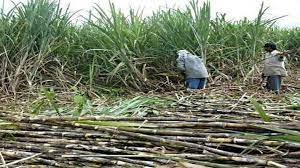 Siswa IPL Sugar Mill- गन्ना किसानों के लिए खुशी की खबर, सिसवा चीनी मिल ने 10 करोड़ रूपये भेजा भुगतान