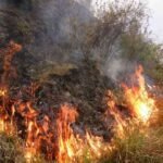 जंगल की आग गांव में घुसी, 60 फलदार पेड़ जलकर राख