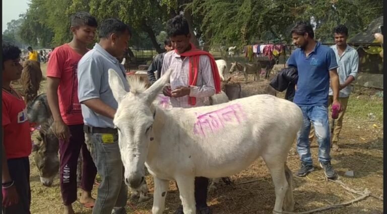 जाने कहां लगता है गधों का मेला, बॉलीवुड स्टारों के पर रखे गए है नाम, 300 साल से जारी है परंपरा
