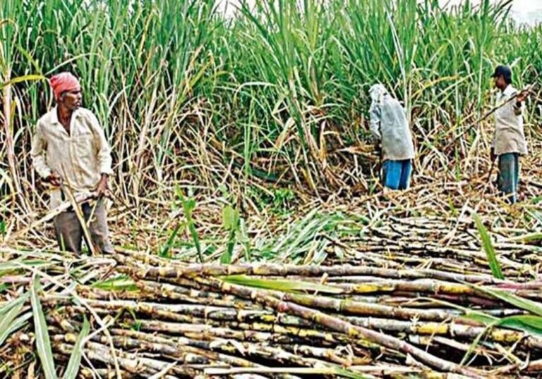गन्ना किसानों के लिए बड़ी खबर: नए पेराई सत्र के लिए नई गन्ना सट्टा एवं आपूर्ति नीति जारी, किसानों का होगा फायदा