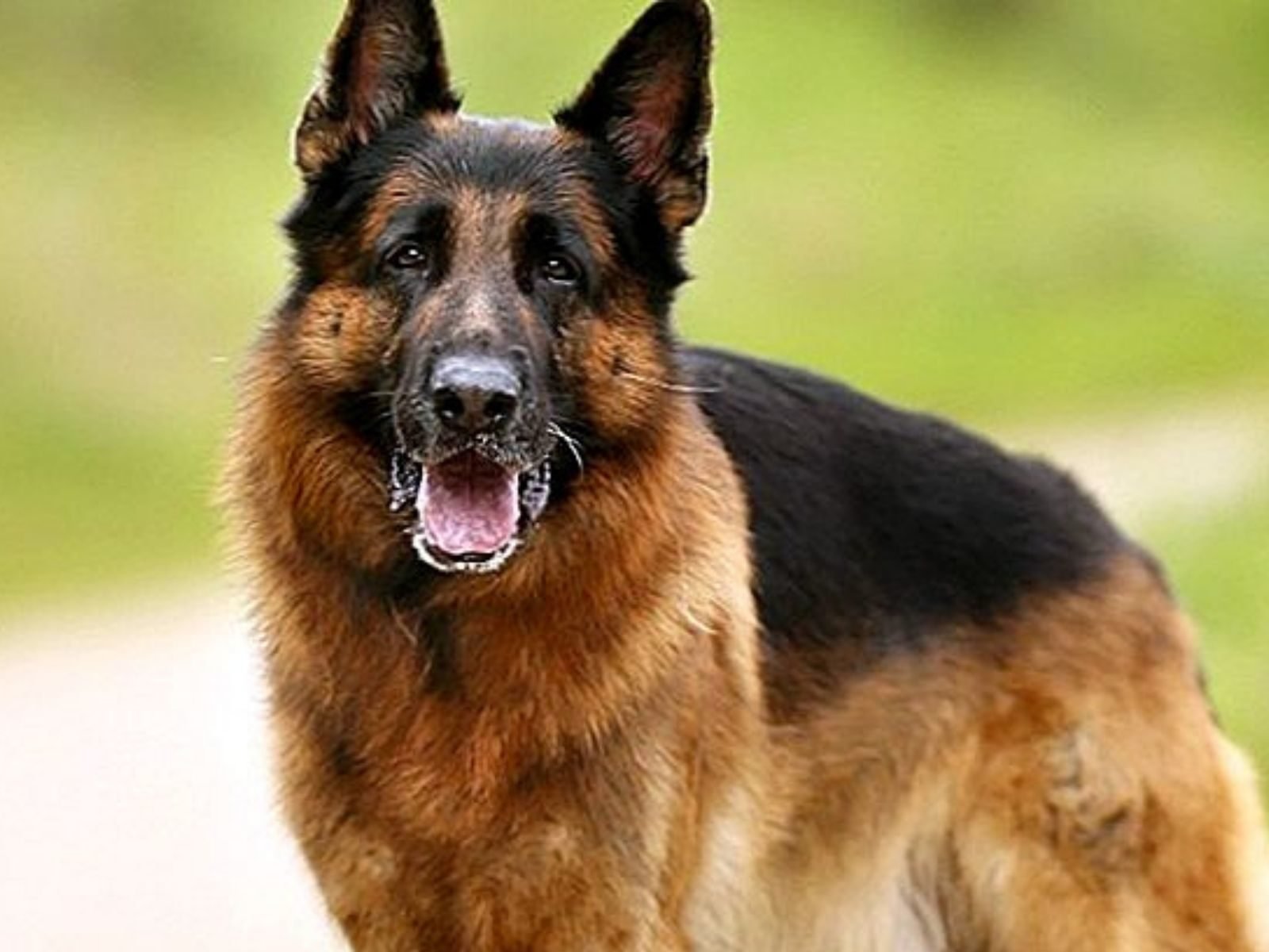 अजब-गजब: पसंद आया जर्मन शेफर्ड कुत्ता, मना किया तो पिस्तौल की नोक पर कर लिया कुत्ता मालिक का अपहरण