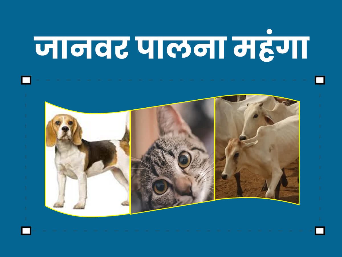 अनिवार्य होगा घरेलू पशुओं का पंजीयन, लगेगा शूल्क, नियमों के उल्लंघन पर होई कार्रवाई