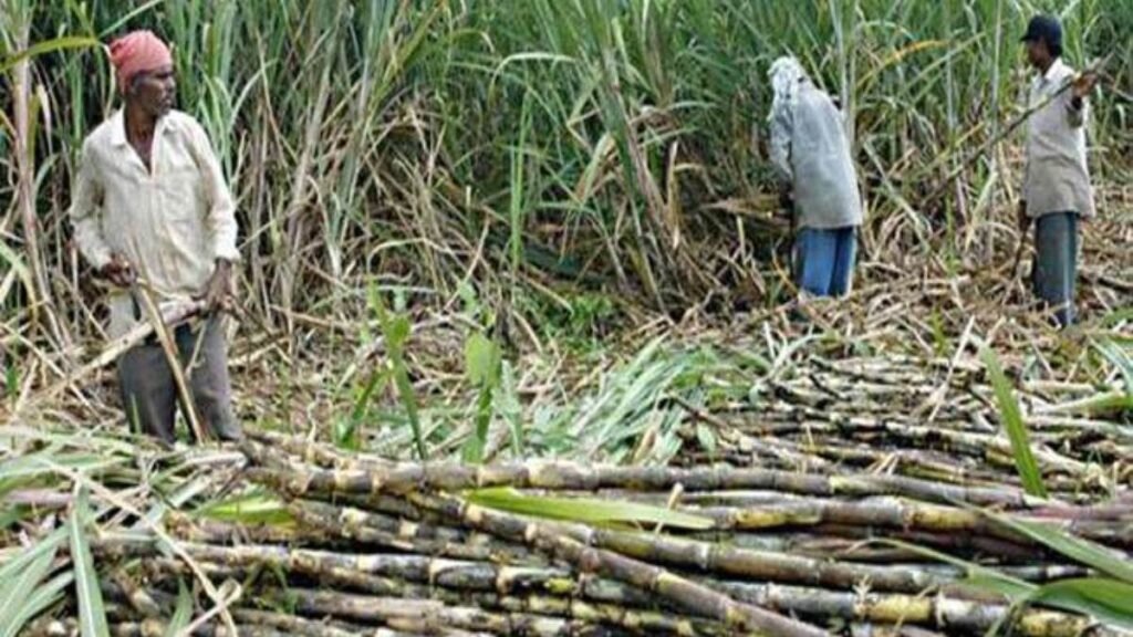 Siswa IPL Sugar Mill- गन्ना किसानों के लिए बड़ी खबर: सिसवा आईपीएल चीनी मिल ने जारी की अतिरिक्त सट्टे की पर्चियां