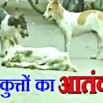 सिसवा में पागल कुत्तें का आतंक, दो दिनों में 11 लोगों का काटा